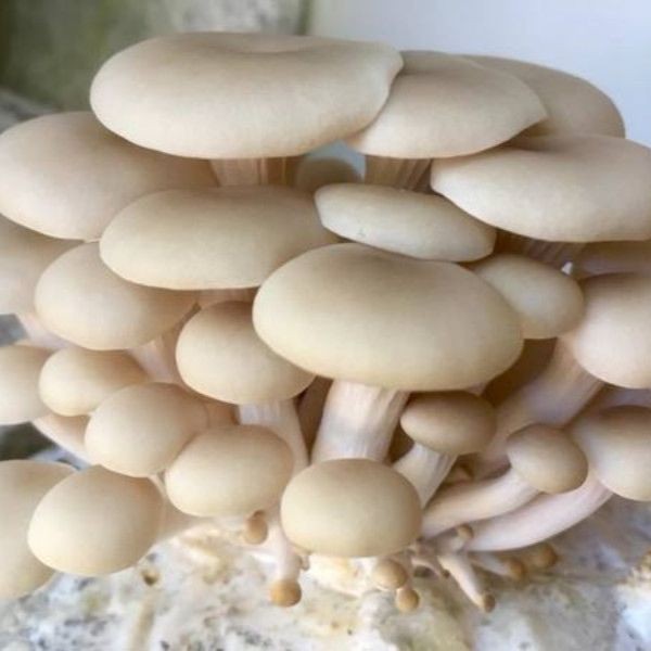ফ্রেশ মাশরুম